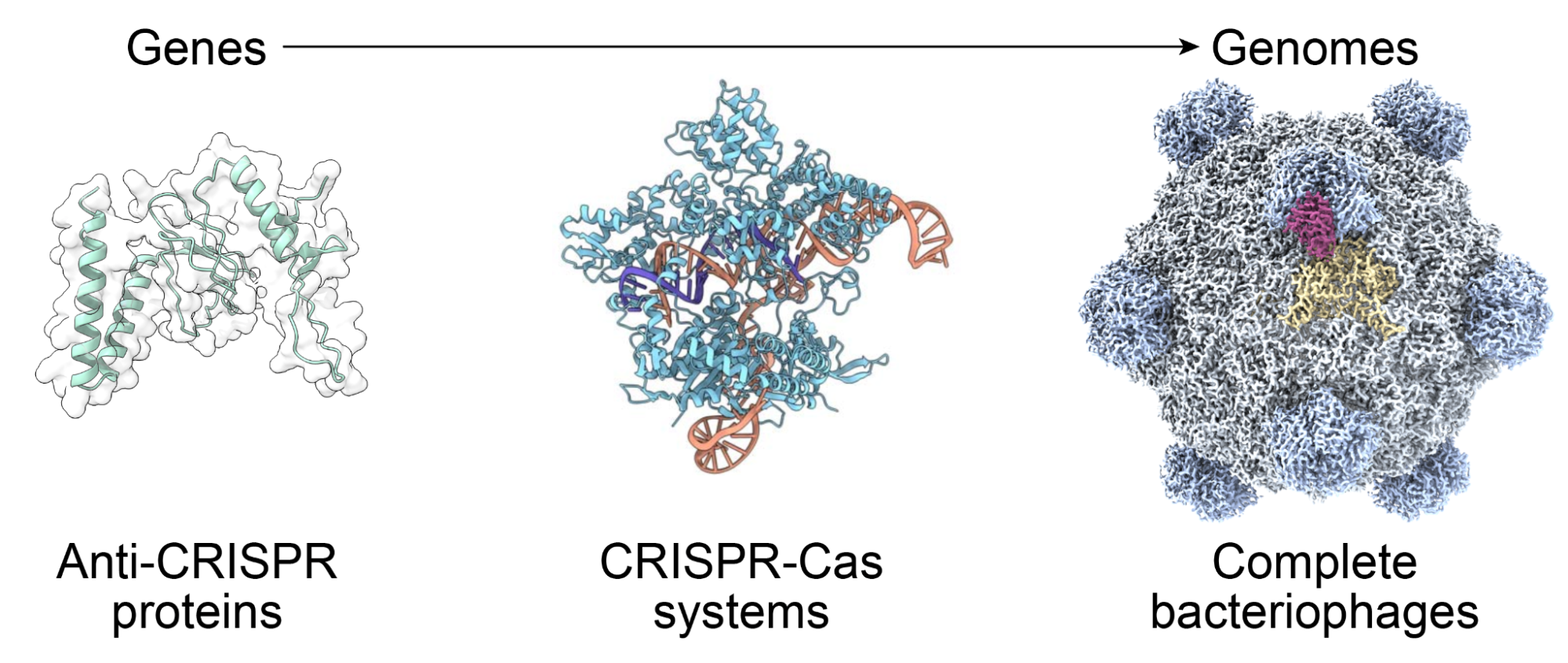 AI-designed bacteriophages mark a new frontier for genome engineering